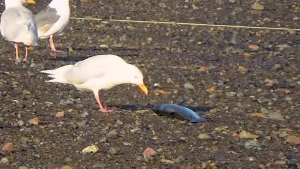Seagull äta en död fisk — Stockvideo