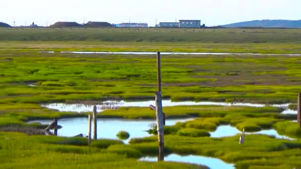 Hierba verde en el pantano — Vídeo de stock