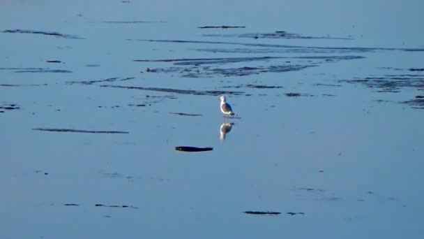 A Seagull stands in the water — Stock Video