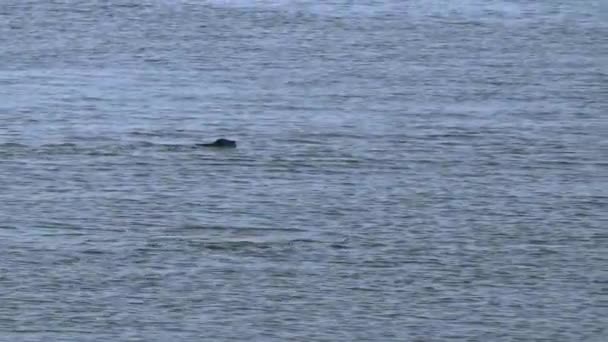 Deux phoques dans la mer — Video