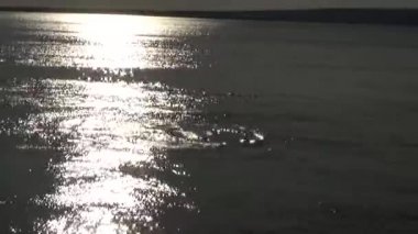 Balinalar ve foklar gün batımında