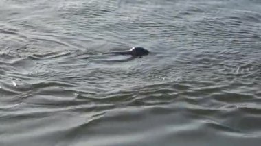 Güneşin bir mühür Başkanı