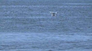 Quadcopter deniz balina yukarıda