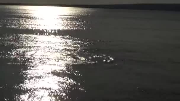 Wieloryby i foki na zachodzie słońca — Wideo stockowe