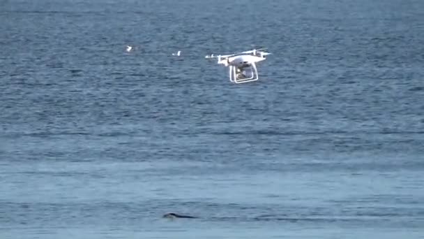 Quadcopter over sea lions