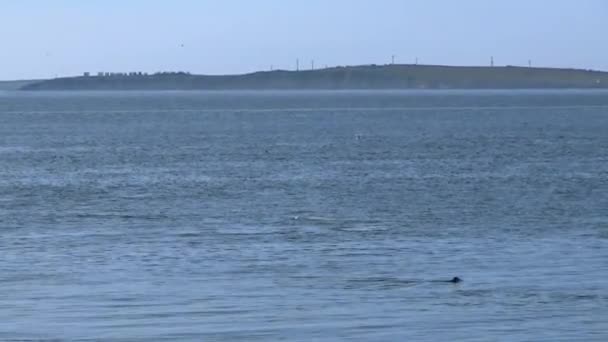 Quadrocopter prend les animaux de mer arrière 