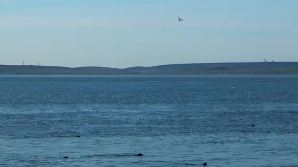 Quadrocopter volando junto a las focas — Vídeo de stock