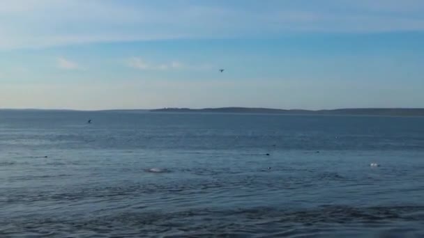 Quadrocopter takes off marine animals