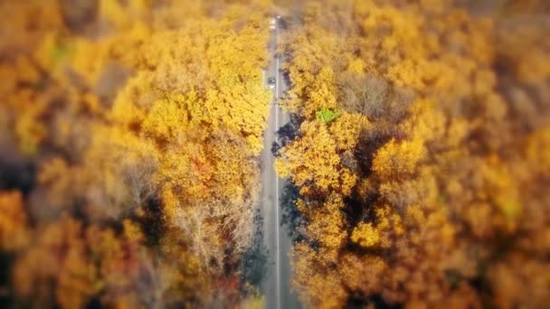 Auf dem Weg in den gelben Wald — Stockvideo