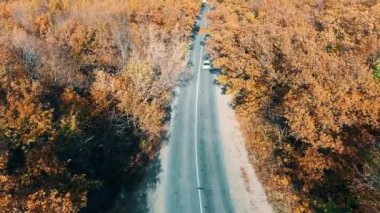 Yolun ormanın içinde şerit