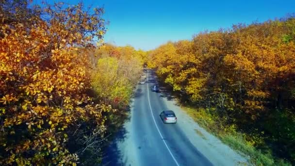 Voitures sur la route dans la forêt jaune — Video