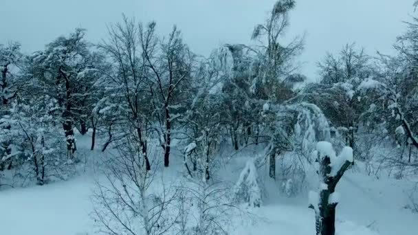 Wald mit Schnee bedeckt — Stockvideo