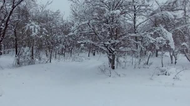 Esquiador en el bosque de invierno — Vídeos de Stock