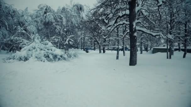 Esquiadores entre pinheiros cobertos de neve — Vídeo de Stock