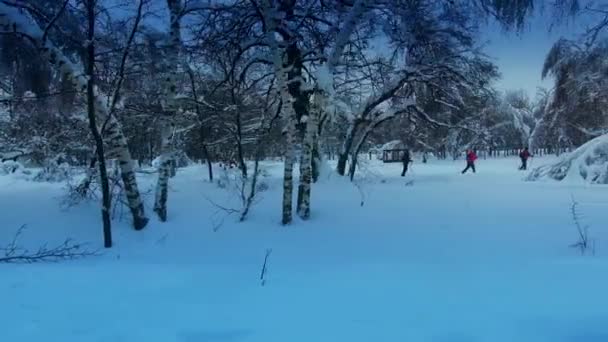 Три лыжника в заснеженном лесу — стоковое видео
