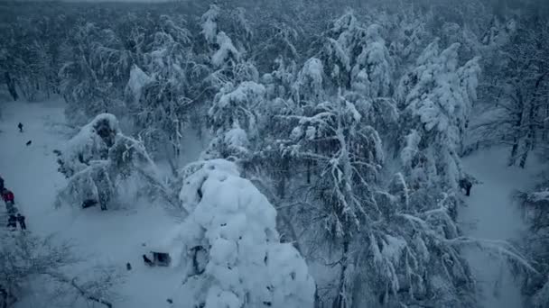Snow fun v zimním lese — Stock video