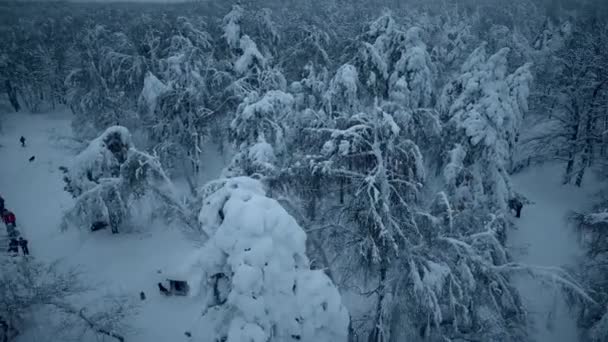 Diversión de nieve en el bosque de invierno — Vídeos de Stock