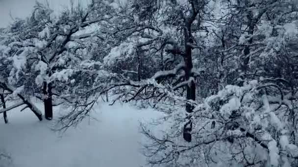 Рядом с белым деревом в лесу — стоковое видео