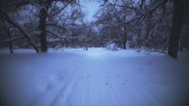 A lo largo de la pista de esquí en un bosque nevado — Vídeos de Stock