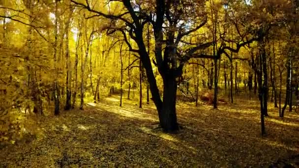 Ciclistas en el bosque otoñal — Vídeos de Stock