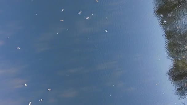 Ördekler sonbahar gölde yüzmek — Stok video