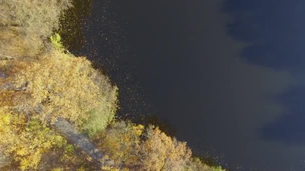 岸边的秋树 — 图库视频影像