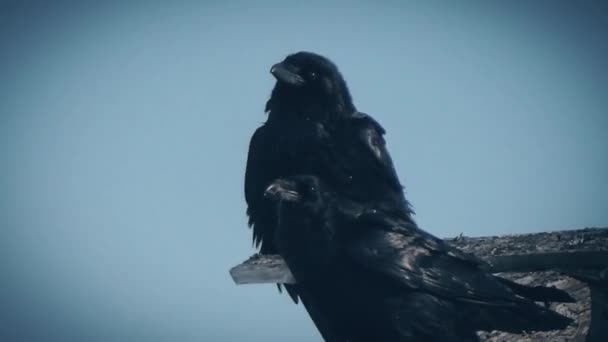 废墟顶上的两只乌鸦 — 图库视频影像