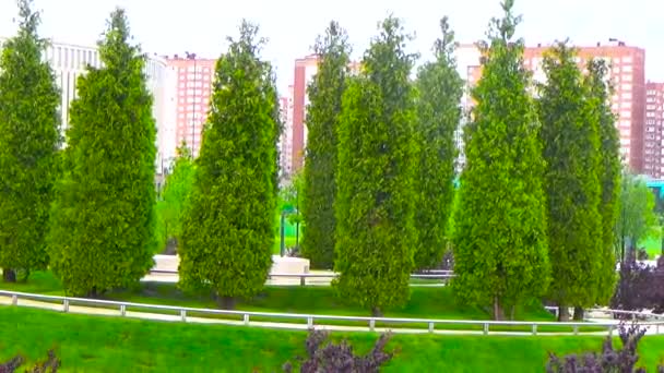 पार्क में रंगीन पेड़ — स्टॉक वीडियो
