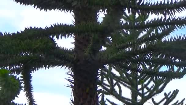 Exotische naaldboom in het Park — Stockvideo