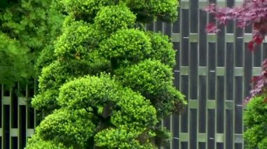 Parkta renkli egzotik bitkiler