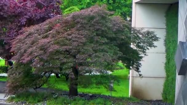Дерево Бонсай возле фонтана — стоковое видео