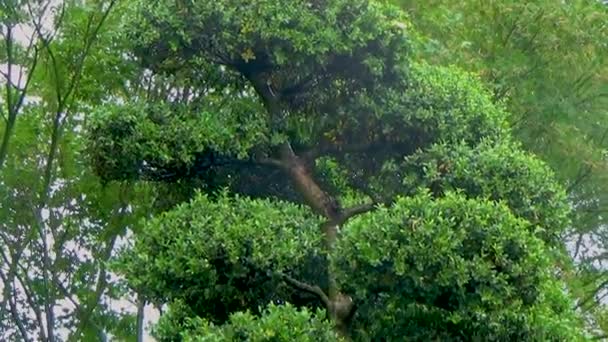 Bonsai boom in het park — Stockvideo