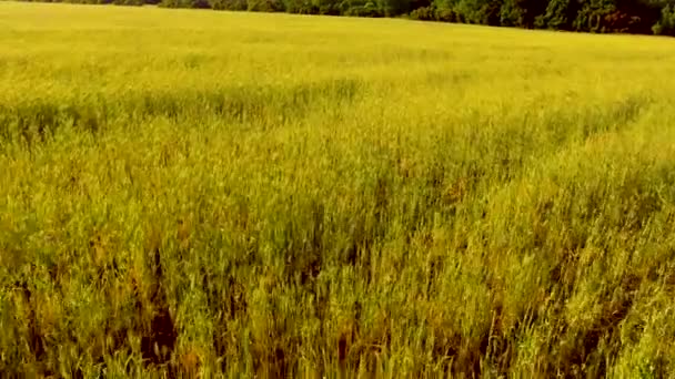 Survoler le champ de blé 