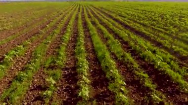 Alanında sonsuz yeşil satırlar