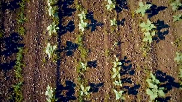 Vliegen over de bedden van zonnebloem — Stockvideo