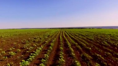 Ayçiçeği yatakları üzerinde ileri uçan