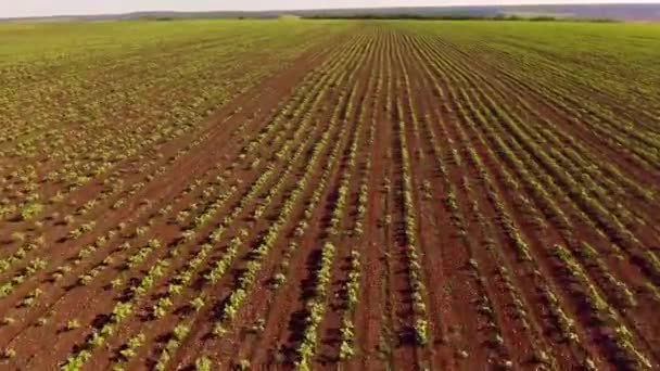 Volando hacia adelante sobre las camas — Vídeo de stock