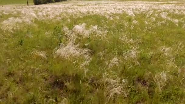 Vågor av fjäder i vinden — Stockvideo