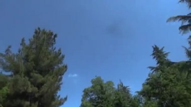 Arabadaki ağaçların altında