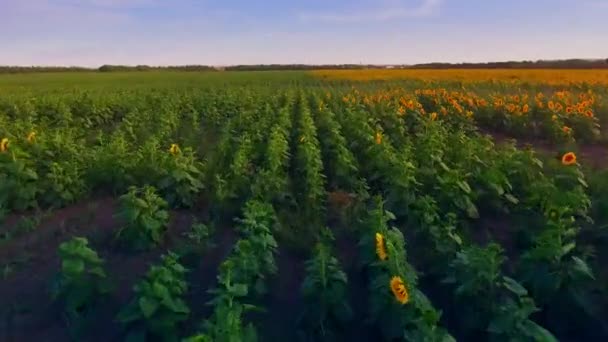 Зелені та жовті соняшники в полі — стокове відео