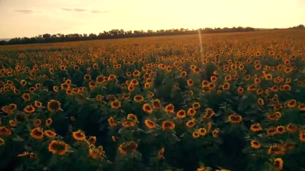 Flores amarelas de girassol no campo — Vídeo de Stock