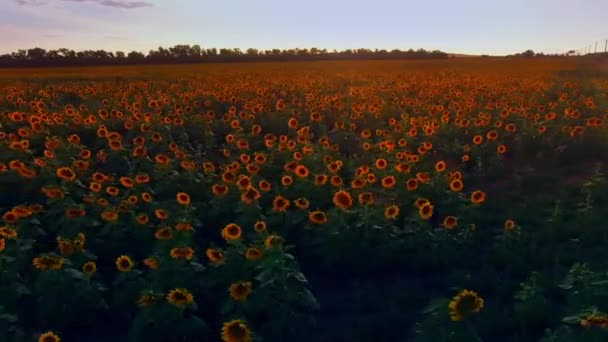 Fliegen über ein Feld von Sonnenblumen entlang — Stockvideo