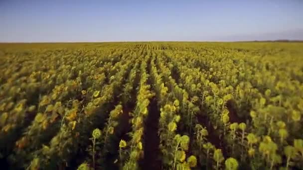 Voo sobre as fileiras puras de girassol — Vídeo de Stock