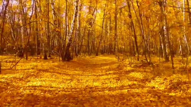 Volando a lo largo del camino en el parque de otoño — Vídeo de stock