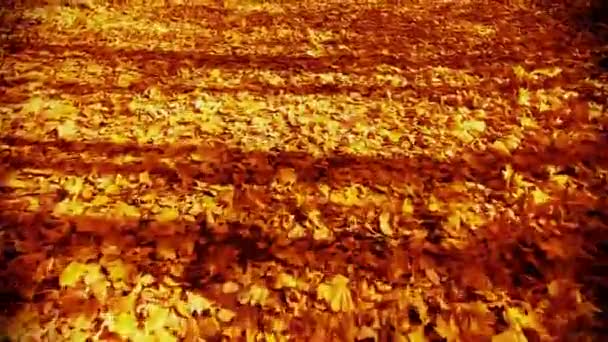 Ao longo da folhagem amarela do outono — Vídeo de Stock