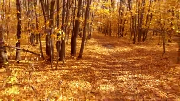 Le long du chemin dans les feuilles jaunes — Video