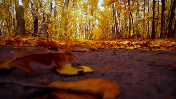 Las hojas amarillas tiemblan en el viento — Vídeos de Stock