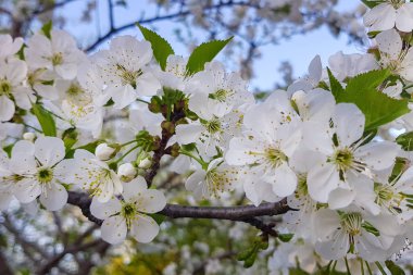 Bir ağaç dalı beyaz kiraz çiçekleri yakın çekim. Bahar. Evin dışında.