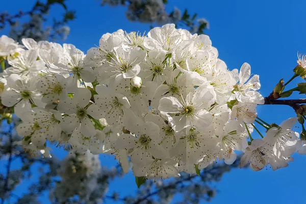 Vita Körsbärsblommor Närbild Trädgren Springtime Utanför Huset — Stockfoto