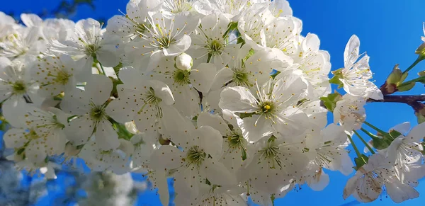 Fehér Cseresznye Virágok Közelről Egy Ága Tavasszal Házon Kívül — Stock Fotó